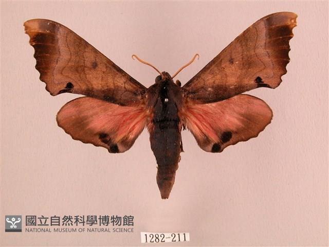 桃紅六點天蛾藏品圖，第1張