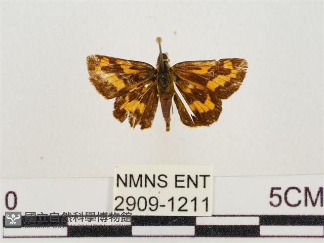 墨子黃斑弄蝶藏品圖，第1張