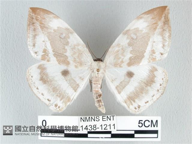 圓翅大鉤蛾藏品圖，第1張