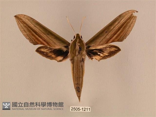 棕綠背線天蛾藏品圖，第1張