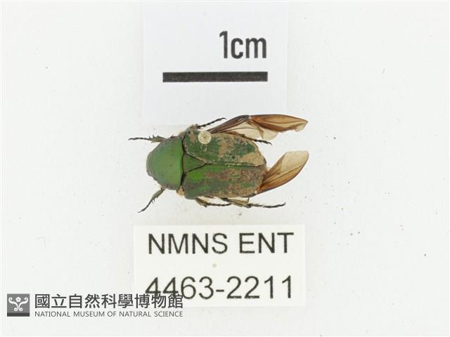 臺灣小綠花金龜藏品圖，第1張