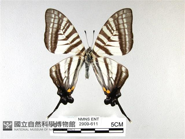 劍鳳蝶藏品圖，第1張