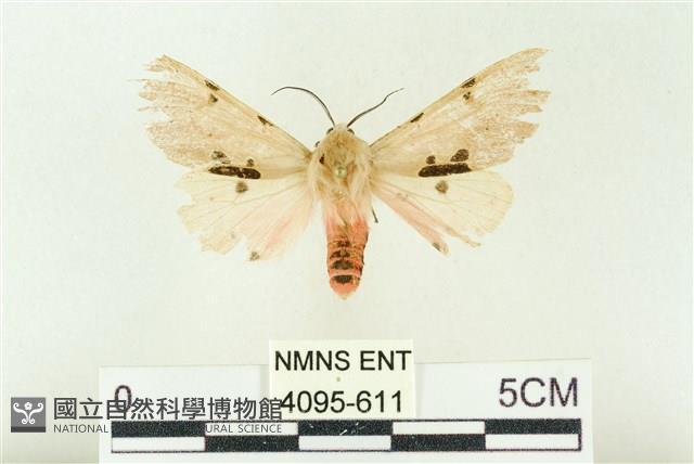 棍棒污燈蛾藏品圖，第1張