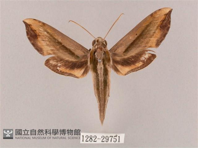 斜綠天蛾藏品圖，第1張