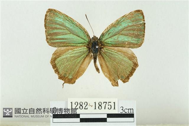 霧社翠灰蝶藏品圖，第1張