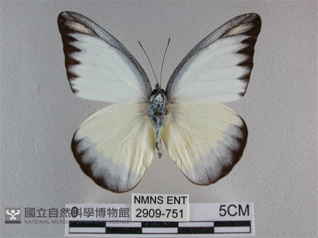 異色尖粉蝶藏品圖，第1張