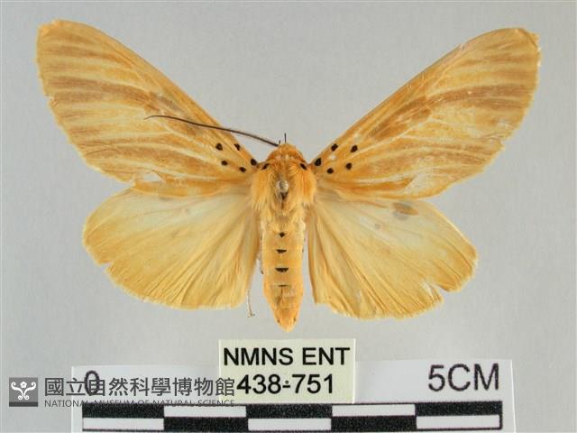 橙擬燈蛾藏品圖，第1張