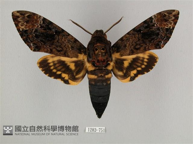 鬼臉天蛾藏品圖，第1張