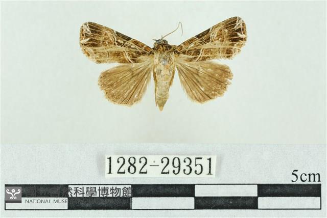 粉紅帶散紋夜蛾藏品圖，第1張