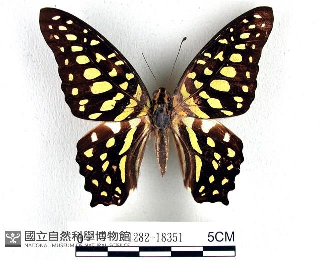 翠斑青鳳蝶藏品圖，第1張
