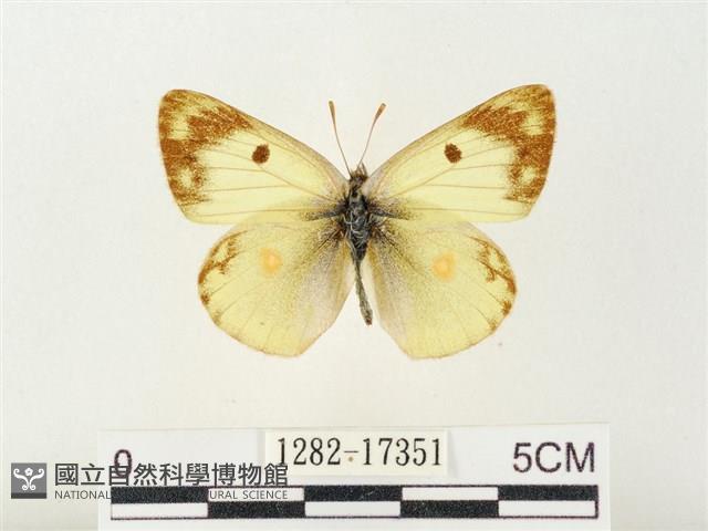 紋黃粉蝶藏品圖，第1張