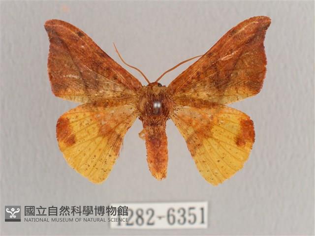 銀端帶鉤蛾藏品圖，第1張