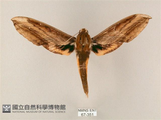 綠背斜紋天蛾藏品圖，第1張