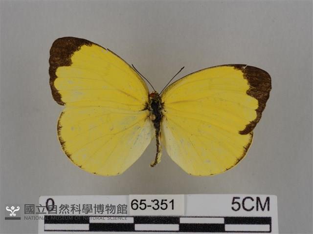 亮色黃蝶藏品圖，第1張