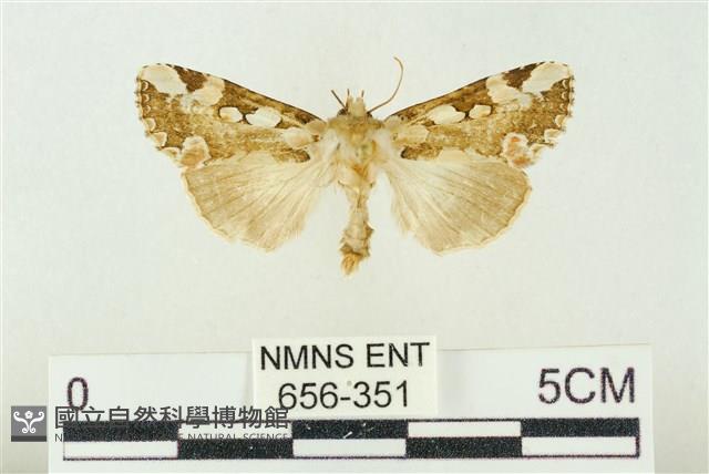 連珠波紋蛾藏品圖，第1張