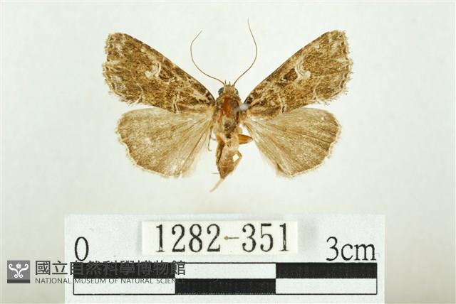 白斑散紋夜蛾藏品圖，第1張