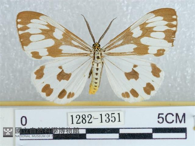 粉蝶燈蛾藏品圖，第1張