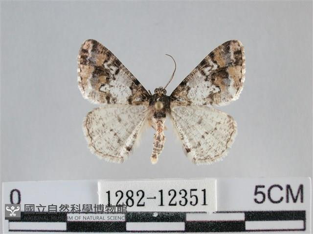 雙峰霜尺蛾藏品圖，第1張