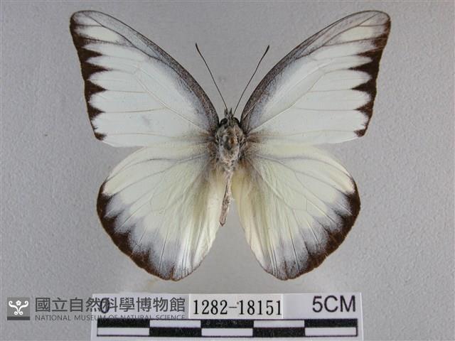 異色尖粉蝶藏品圖，第1張