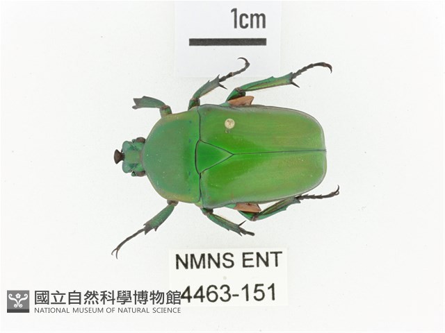 小扇角金龜藏品圖，第1張