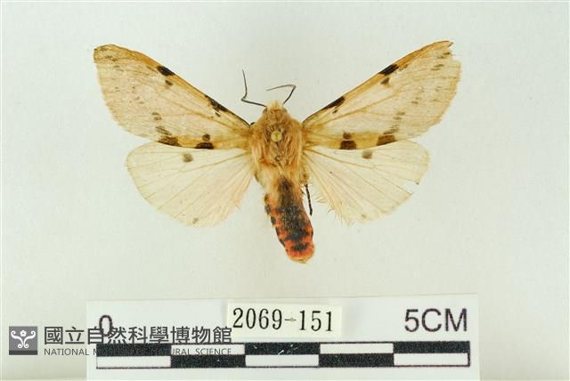 棍棒污燈蛾藏品圖，第1張