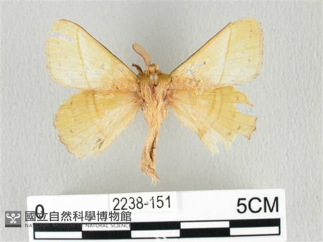 青枯葉蛾藏品圖，第1張