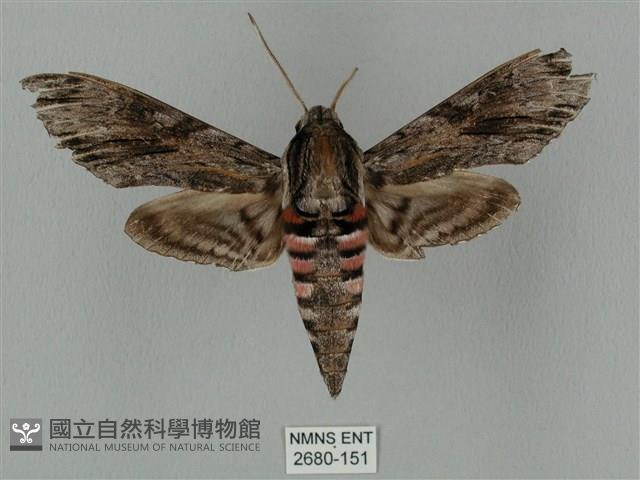 蝦殼天蛾藏品圖，第1張