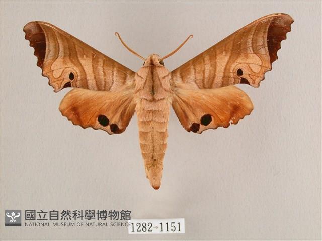 黑角六點天蛾藏品圖，第1張