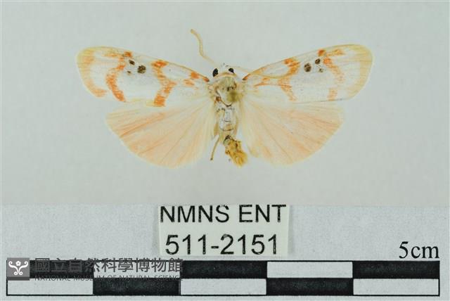 臺雪苔蛾藏品圖，第1張