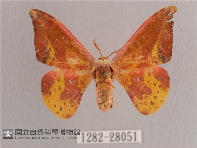 鉛斑帶鉤蛾藏品圖，第1張