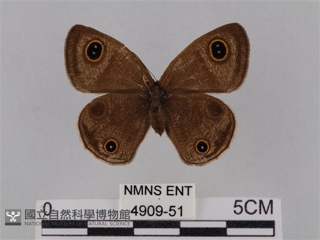 密紋波眼蝶藏品圖，第1張