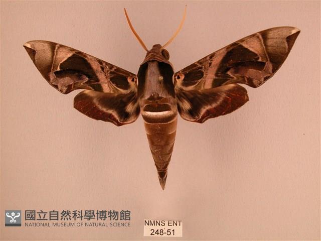 暗綠白腰天蛾藏品圖，第1張