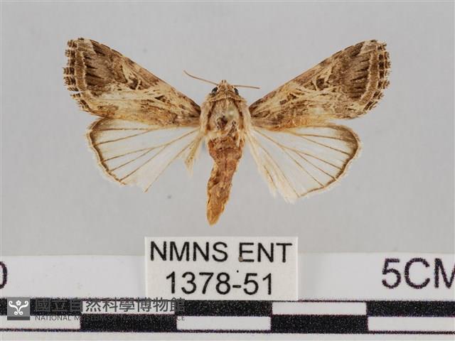 斜紋夜盜蛾藏品圖，第1張