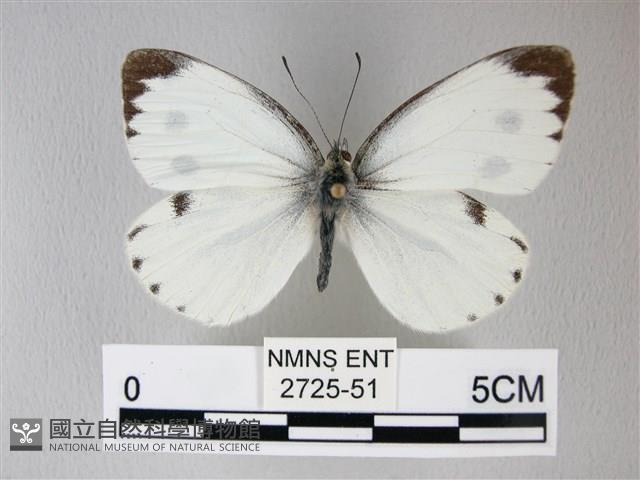 緣點白粉蝶藏品圖，第1張