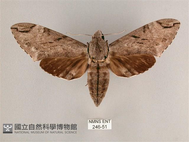 細斜紋霜天蛾藏品圖，第1張