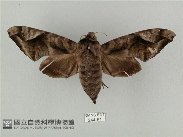 全緣缺角天蛾藏品圖，第1張