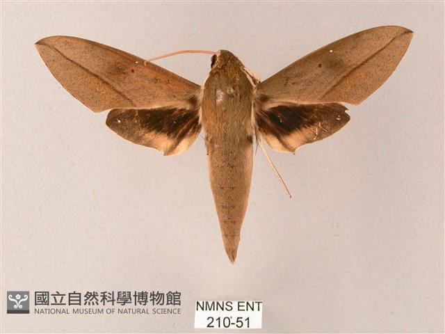 藏斜紋天蛾藏品圖，第1張