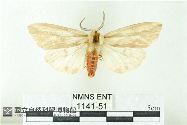 赭新污燈蛾藏品圖，第1張