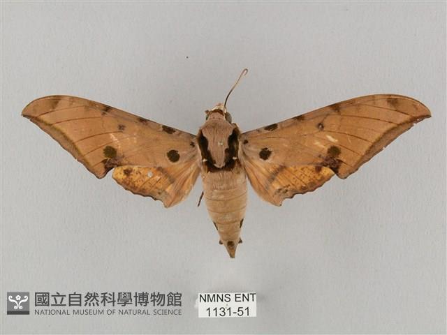 裂斑鷹翅天蛾藏品圖，第1張