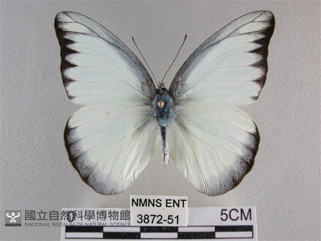 異色尖粉蝶藏品圖，第1張