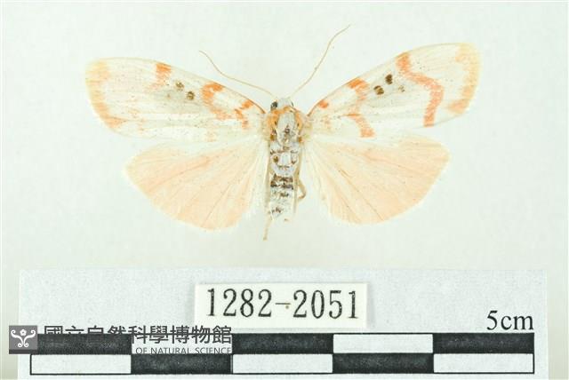 臺雪苔蛾藏品圖，第1張