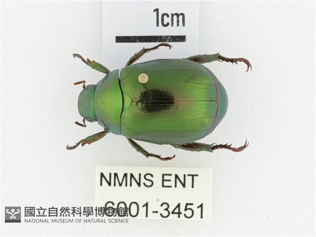 黑田艷金龜藏品圖，第1張