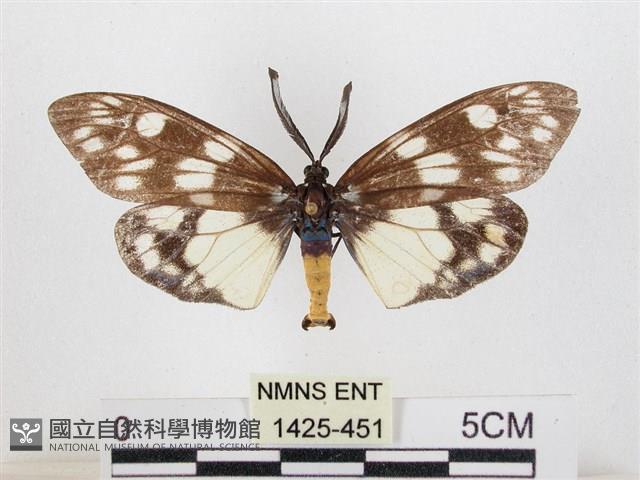 蓬萊茶斑蛾藏品圖，第1張