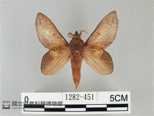 緣斑枯葉蛾藏品圖，第1張