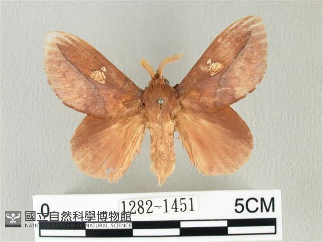 竹黃斜帶枯葉蛾藏品圖，第1張