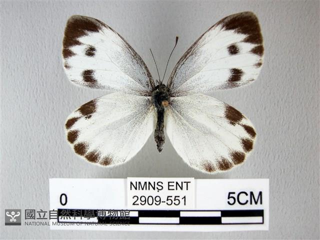緣點白粉蝶藏品圖，第1張