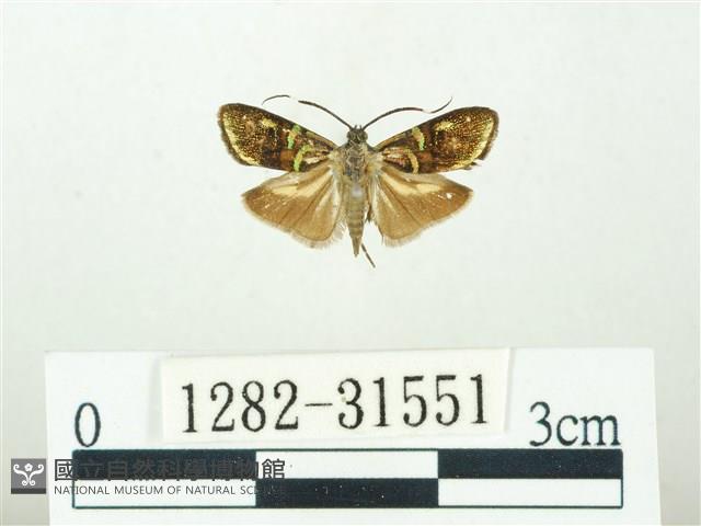 叉紋閃舞蛾藏品圖，第1張