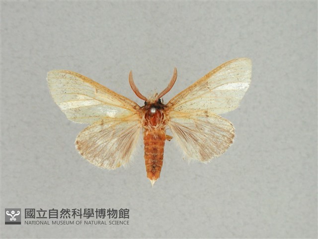 灰舟蛾藏品圖，第1張