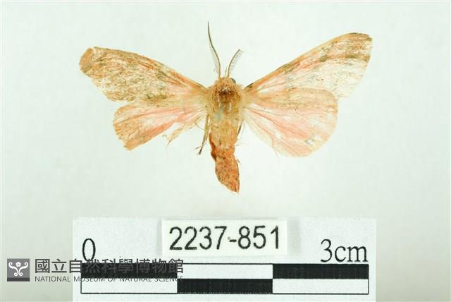 三條橙燈蛾藏品圖，第1張