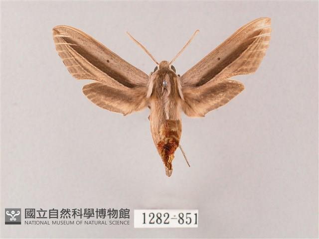 單斜紋天蛾藏品圖，第1張